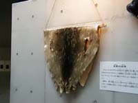 ゼニガタアザラシの毛皮写真