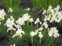 管理人撮影　ケンタッキーファームの花