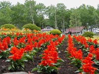 管理人撮影　ケンタッキーファームの花