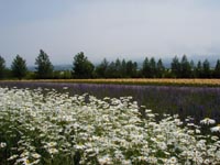 ファーム富田