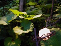 管理人撮影　光る玉と葉