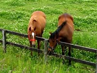 管理人撮影　牧場の馬