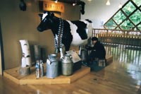 管理人撮影　乳搾りをする男