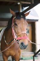 龍撮影　ケンタッキーファームの馬