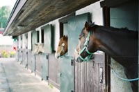 龍撮影　ケンタッキーファームの馬