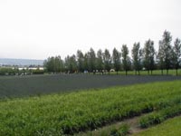 ファーム富田