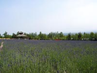 ファーム富田